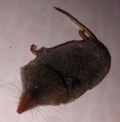 Sorex fumeus