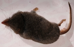 Sorex fumeus