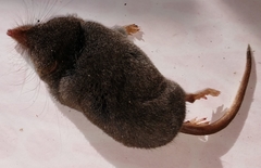 Sorex fumeus