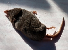 Sorex fumeus