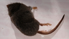 Sorex fumeus