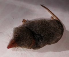Sorex fumeus