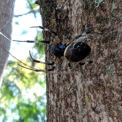 Nephilingis cruentata