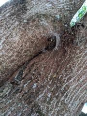 Nephilingis cruentata