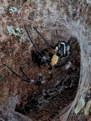 Nephilingis cruentata