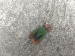 Piezosternum venezolanum