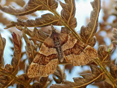 Cephalissa siria
