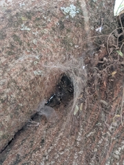 Nephilingis cruentata