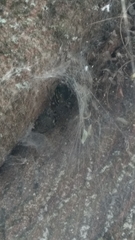 Nephilingis cruentata