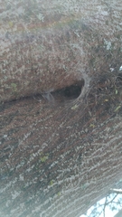 Nephilingis cruentata