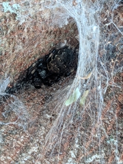 Nephilingis cruentata