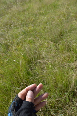 Eragrostis refracta