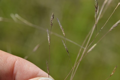 Eragrostis refracta