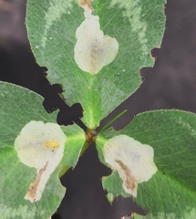 Phyllonorycter insignitella