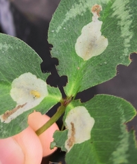 Phyllonorycter insignitella