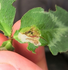 Phyllonorycter insignitella