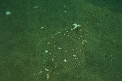Pleuronichthys ritteri
