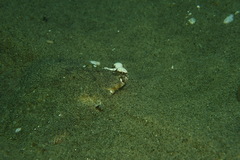 Pleuronichthys ritteri
