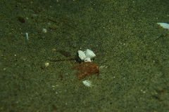 Pleuronichthys ritteri