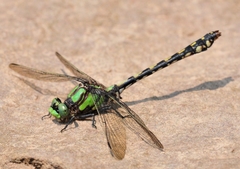 Ophiogomphus carolus