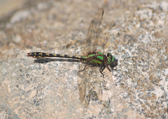 Ophiogomphus carolus