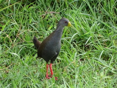 Pardirallus nigricans