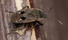 Graptopeltus lynceus