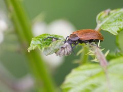 Pseudocistela ceramboides