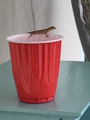 Anolis sagrei