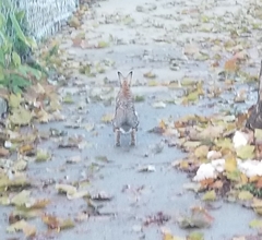 Sylvilagus floridanus