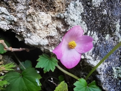 Begonia uniflora