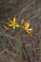 Bloomeria crocea