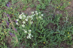 Crambe aspera
