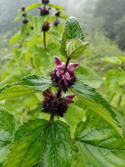 Phlomoides macrophylla