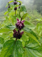 Phlomoides macrophylla
