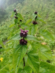 Phlomoides macrophylla