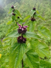 Phlomoides macrophylla