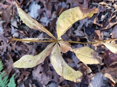 Lysimachia quadrifolia