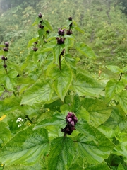Phlomoides macrophylla
