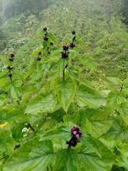 Phlomoides macrophylla