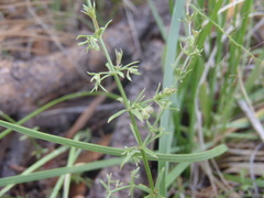 Galium microphyllum