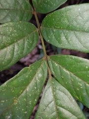 Lonchocarpus salvadorensis