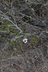 Calochortus catalinae