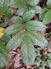 Lonchocarpus salvadorensis