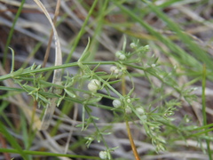 Galium microphyllum