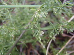 Galium microphyllum