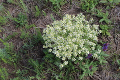Crambe aspera