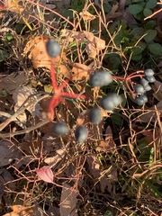 Viburnum cassinoides