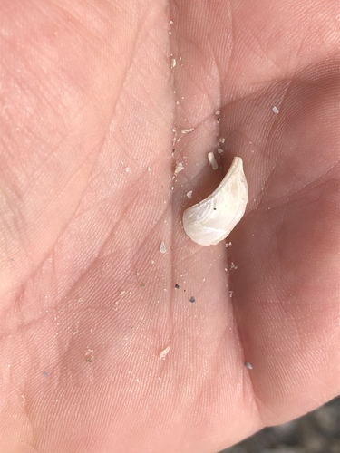 Pandora trilineata observed 2020-10-31