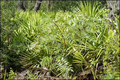 Rhus copallina image